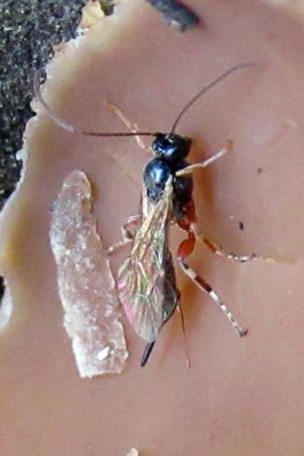 Réf. 315 609 : Pimplinae inconnu